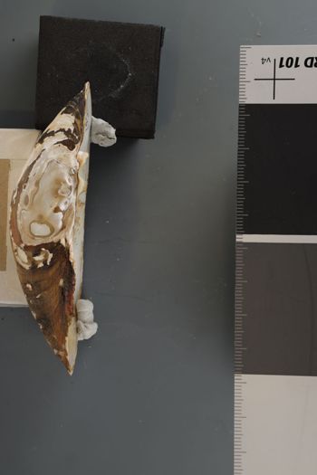 Media type: image;   Malacology 192105 Description: Dry valves;  Aspect: Hinge